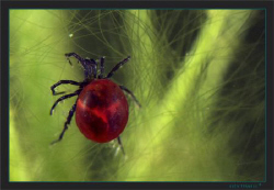 A Water Mite, (Hydracarina) about 2mm monster living in f... by Sven Tramaux 